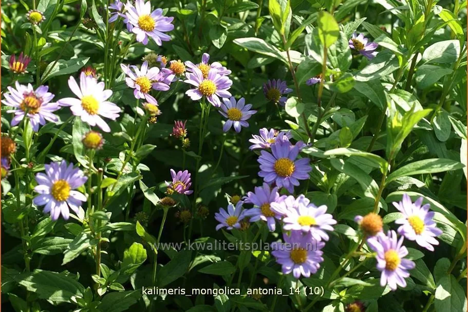 Kalimeris mongolica 'Antonia'