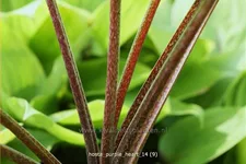 Hosta 'Purple Heart'