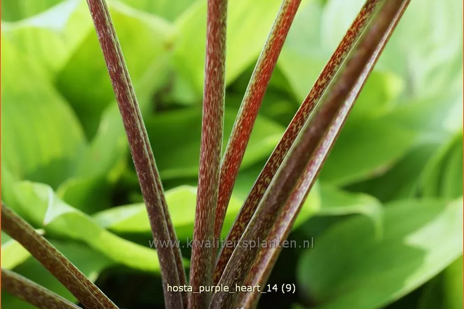 Hosta 'Purple Heart'
