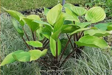 Hosta 'Purple Heart'