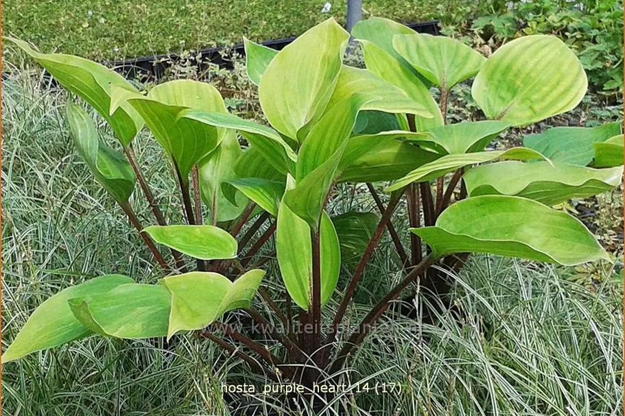 Hosta 'Purple Heart'