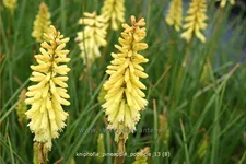 Kniphofia uvaria 'Pineapple Popsicle'®