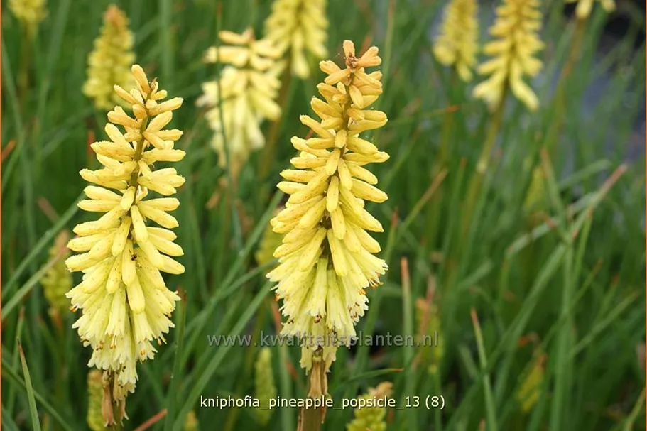 Kniphofia uvaria 'Pineapple Popsicle'®