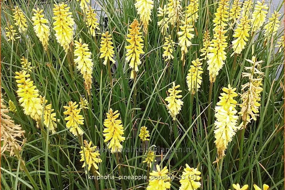 Kniphofia uvaria 'Pineapple Popsicle'®