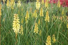 Kniphofia uvaria 'Pineapple Popsicle'®