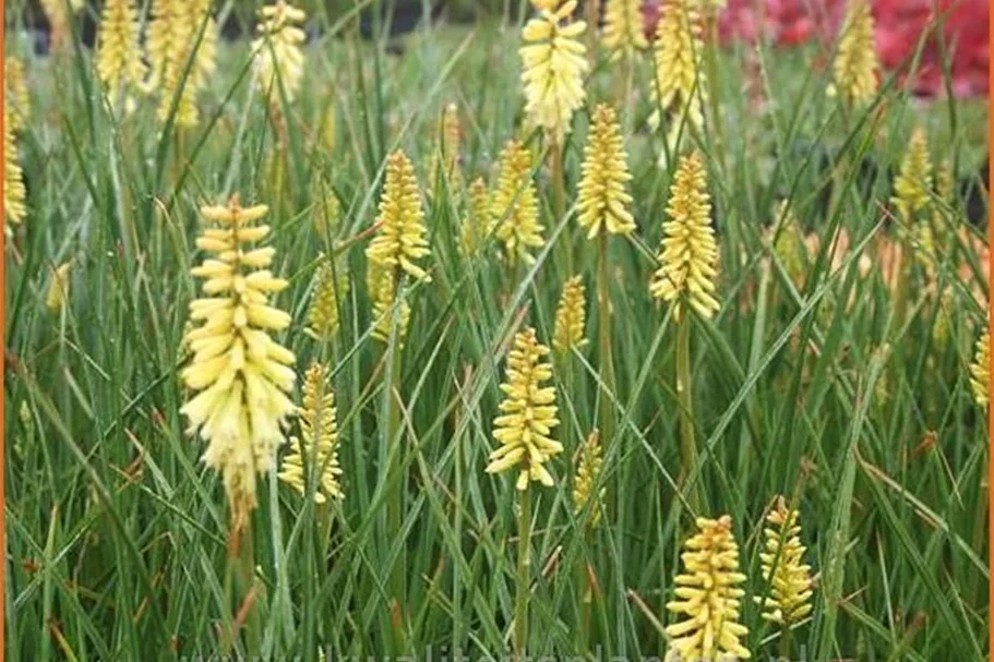 Kniphofia uvaria 'Pineapple Popsicle'®