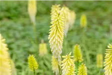 Kniphofia uvaria 'Pineapple Popsicle'®