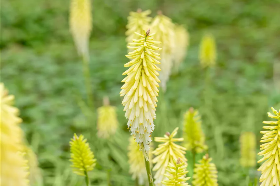 Kniphofia uvaria 'Pineapple Popsicle'®