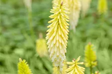 Kniphofia uvaria 'Pineapple Popsicle'®