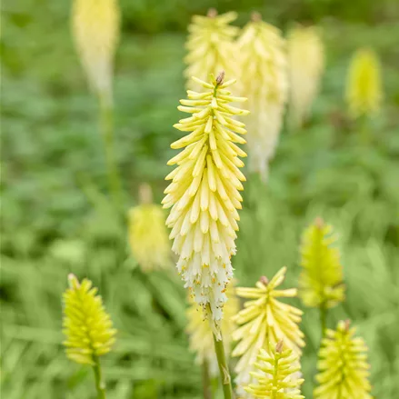 Kniphofia uvaria 'Pineapple Popsicle'®