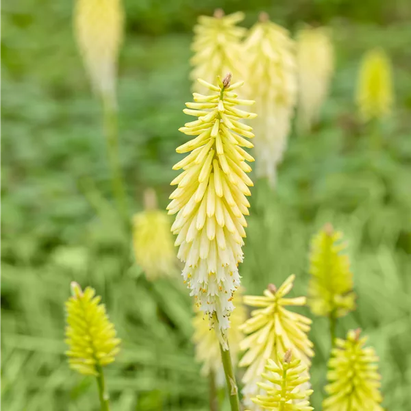 Kniphofia uvaria 'Pineapple Popsicle'®