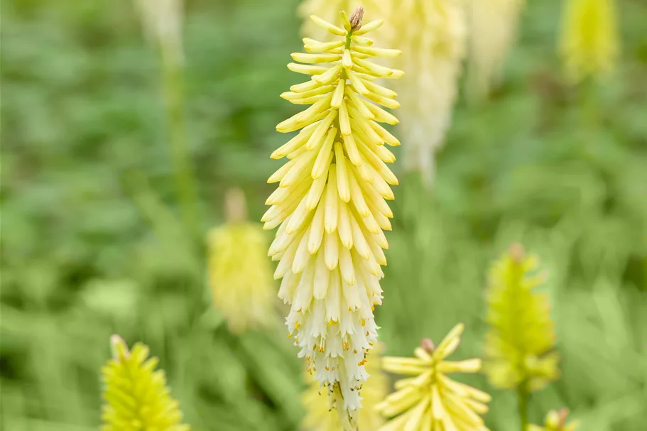 Kniphofia uvaria 'Pineapple Popsicle'®
