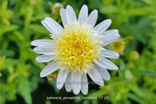 Kalimeris pinnatifida var. hortensis