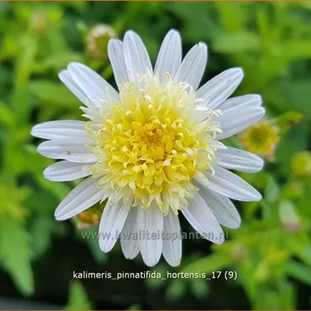 Kalimeris pinnatifida var. hortensis