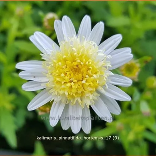 Kalimeris pinnatifida var. hortensis