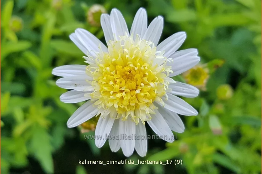 Kalimeris pinnatifida var. hortensis