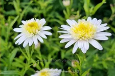 Kalimeris pinnatifida var. hortensis