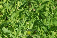 Kalimeris pinnatifida var. hortensis