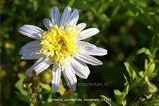 Kalimeris pinnatifida var. hortensis