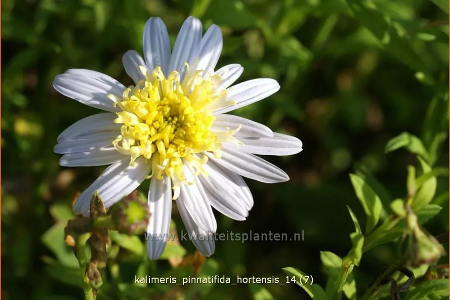 Kalimeris pinnatifida var. hortensis