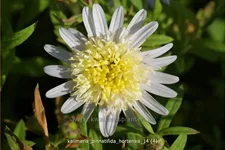 Kalimeris pinnatifida var. hortensis