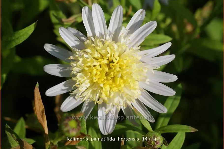 Kalimeris pinnatifida var. hortensis