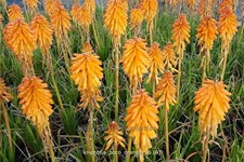 Kniphofia 'Poco Orange'
