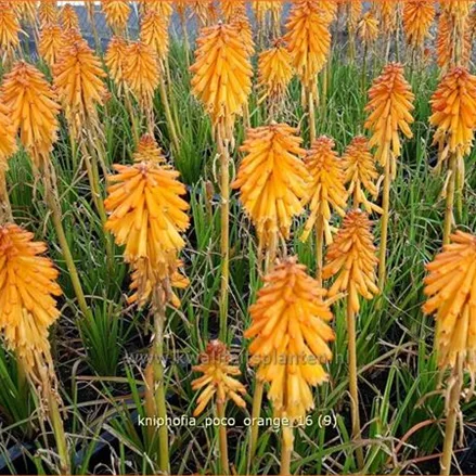 Kniphofia 'Poco Orange'