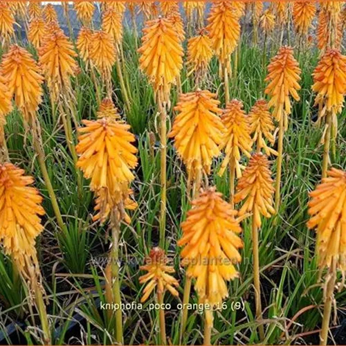Kniphofia 'Poco Orange'