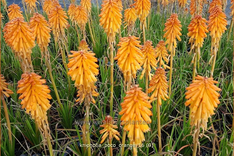 Kniphofia 'Poco Orange'