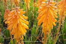 Kniphofia 'Poco Orange'