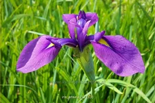 Iris ensata