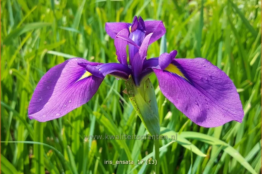 Iris ensata