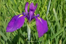 Iris ensata