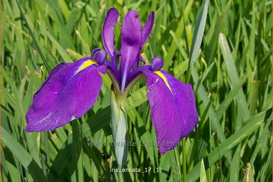 Iris ensata