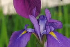 Iris ensata