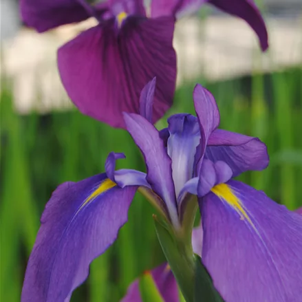 Iris ensata