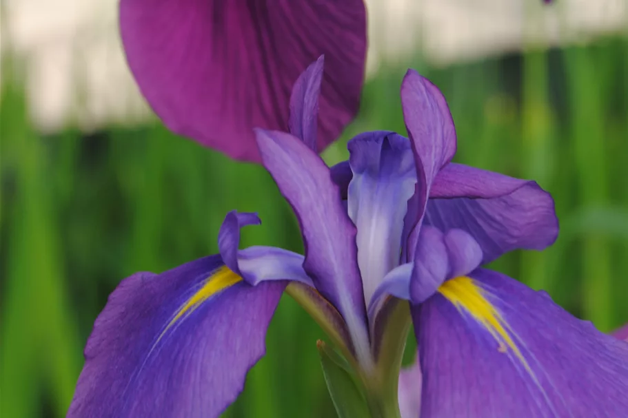 Iris ensata