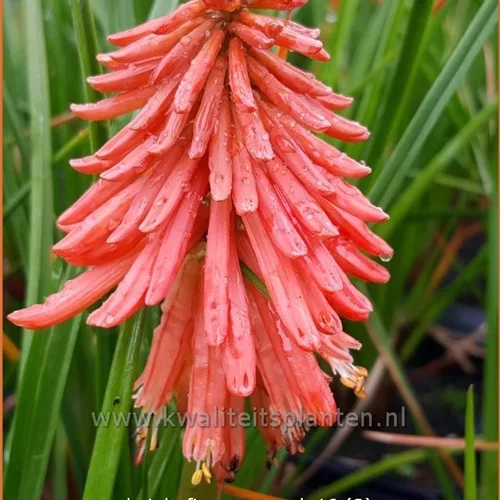 Kniphofia 'Poco Red'