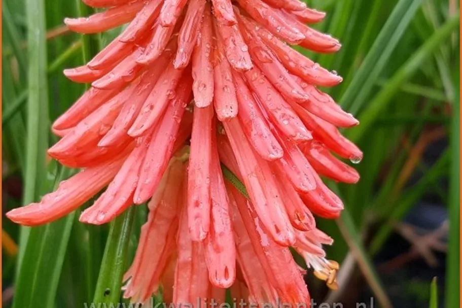Kniphofia 'Poco Red'