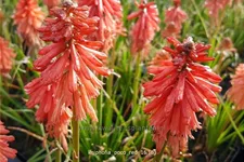 Kniphofia 'Poco Red'