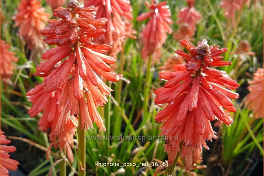 Kniphofia 'Poco Red'