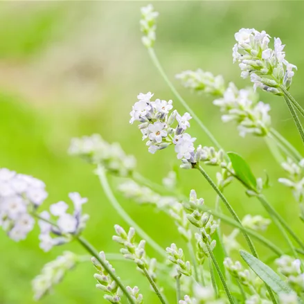 Lavandula angustifolia 'Hidcote White'