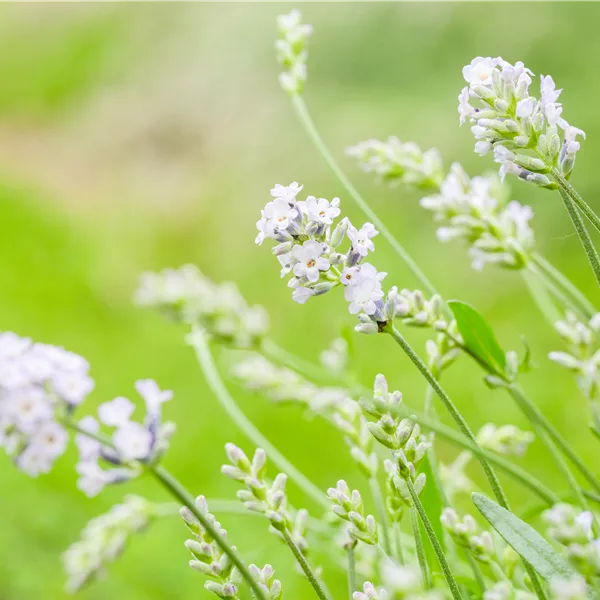 Lavandula angustifolia 'Hidcote White'