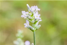 Lavandula angustifolia 'Hidcote White'