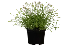 Lavandula angustifolia 'Hidcote White'