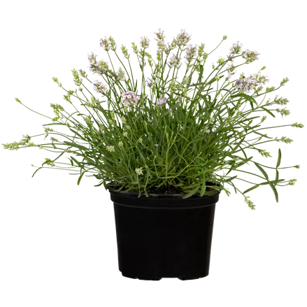 Lavandula angustifolia 'Hidcote White'