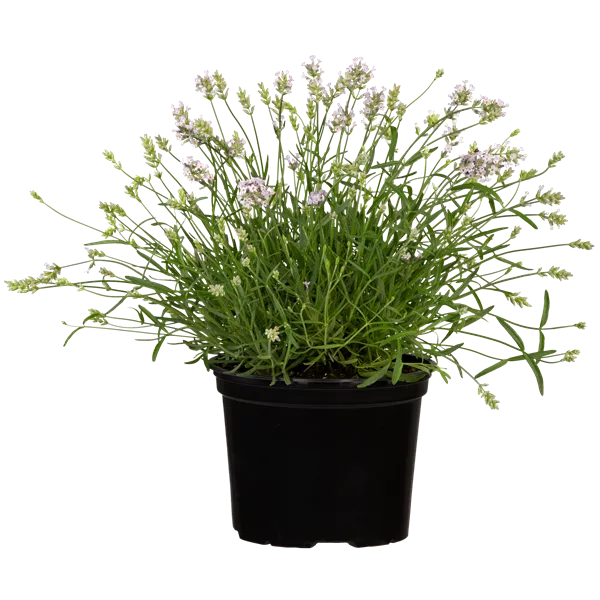 Lavandula angustifolia 'Hidcote White'