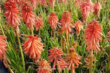 Kniphofia 'Poco Red'