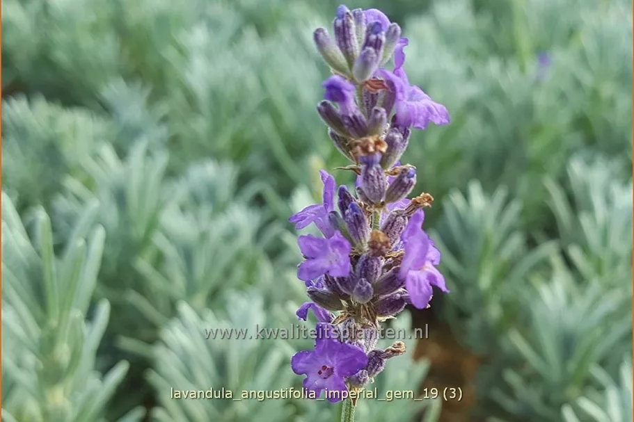 Lavandula angustifolia 'Imperial Gem'